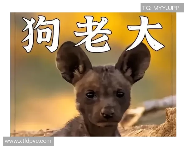 《从草根到巅峰 世界足球明星的传奇故事与奋斗历程》